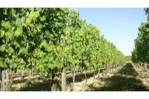 Domaine Combeau - Seguin